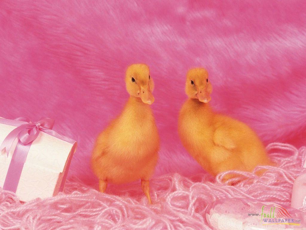 [Animal_Baby+Duck+Chicken_baby+duck+chicken+wallpaper-baby+duck+chicken+picture-baby-duck-chicke14.jpg]