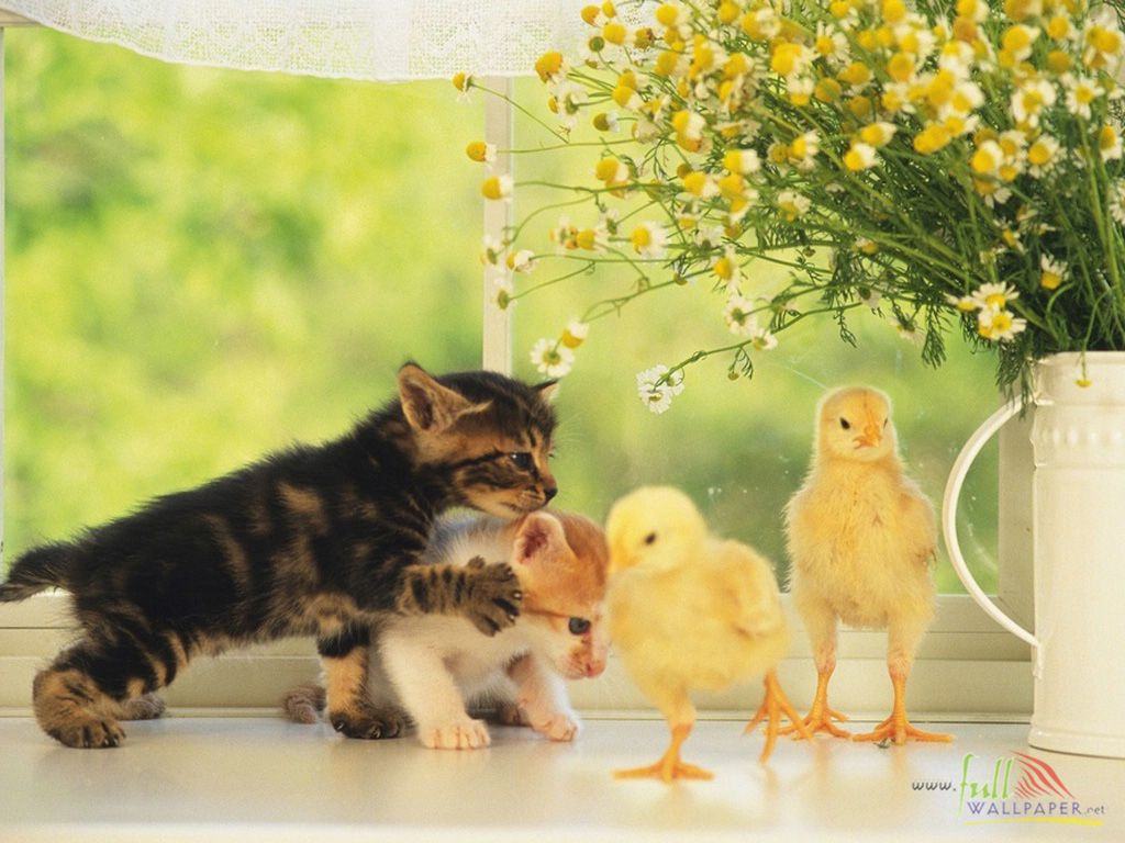 [Animal_Baby+Duck+Chicken_baby+duck+chicken+wallpaper-baby+duck+chicken+picture-baby-duck-chicke16.jpg]