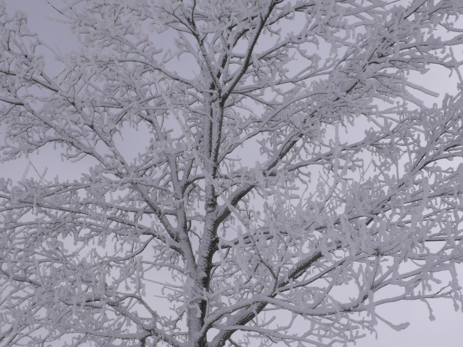 [Árvore+com+Neve.JPG]
