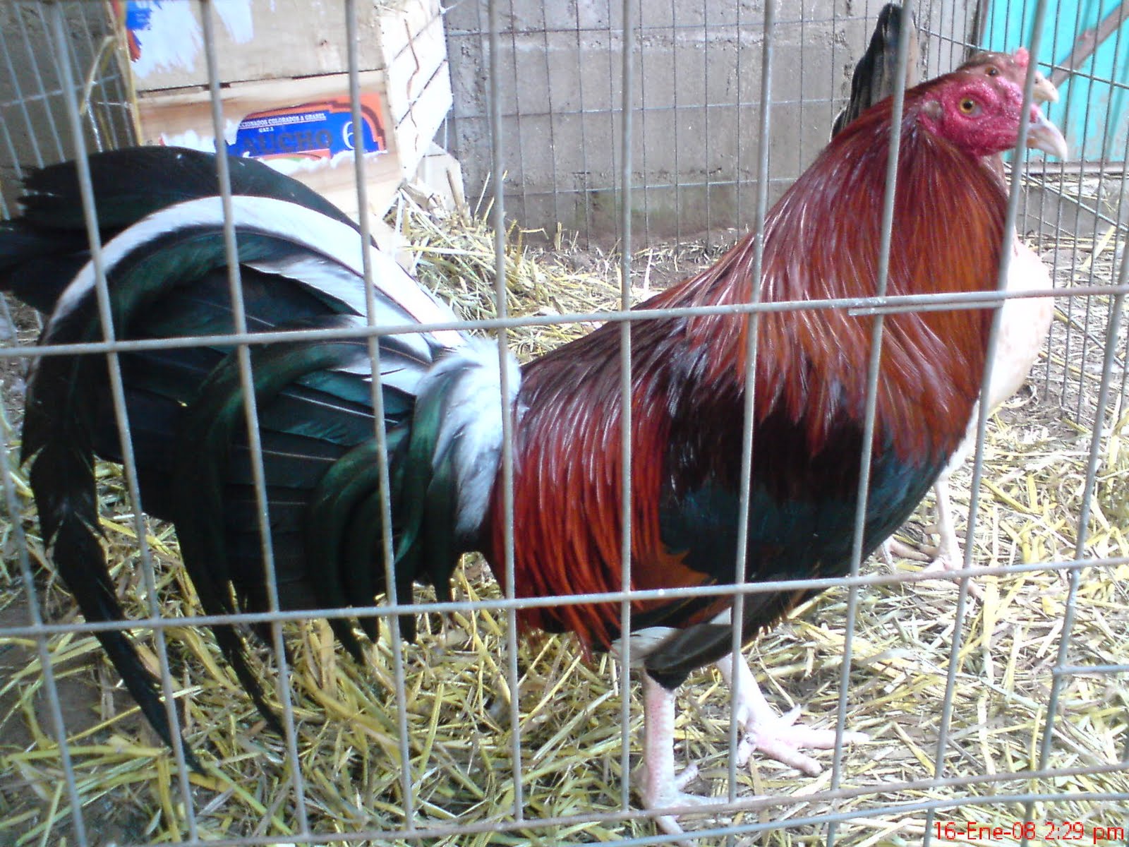 GALLOS MAGRIVER KELSO DE DINK FAIR