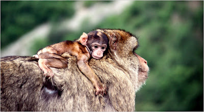 Barbary macaque male with infant riding his back
