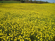 Hohenstaufen Park Alfi Fiordimonte