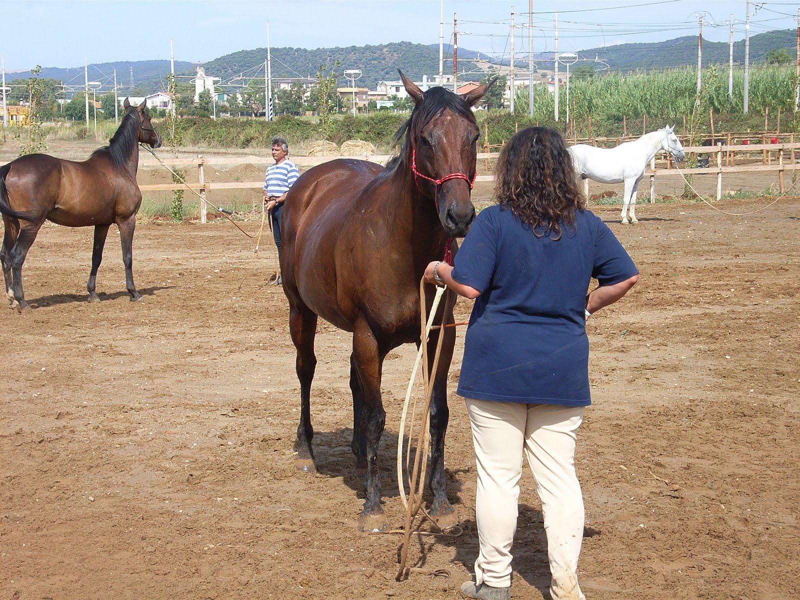 Nutri E Rigenera Il Tuo Cavallo: Fieno In Wafer Ricco Di Fibra, Sacco 20kg