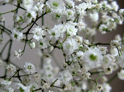 breath flowers flower wallpapers babys innocent pale