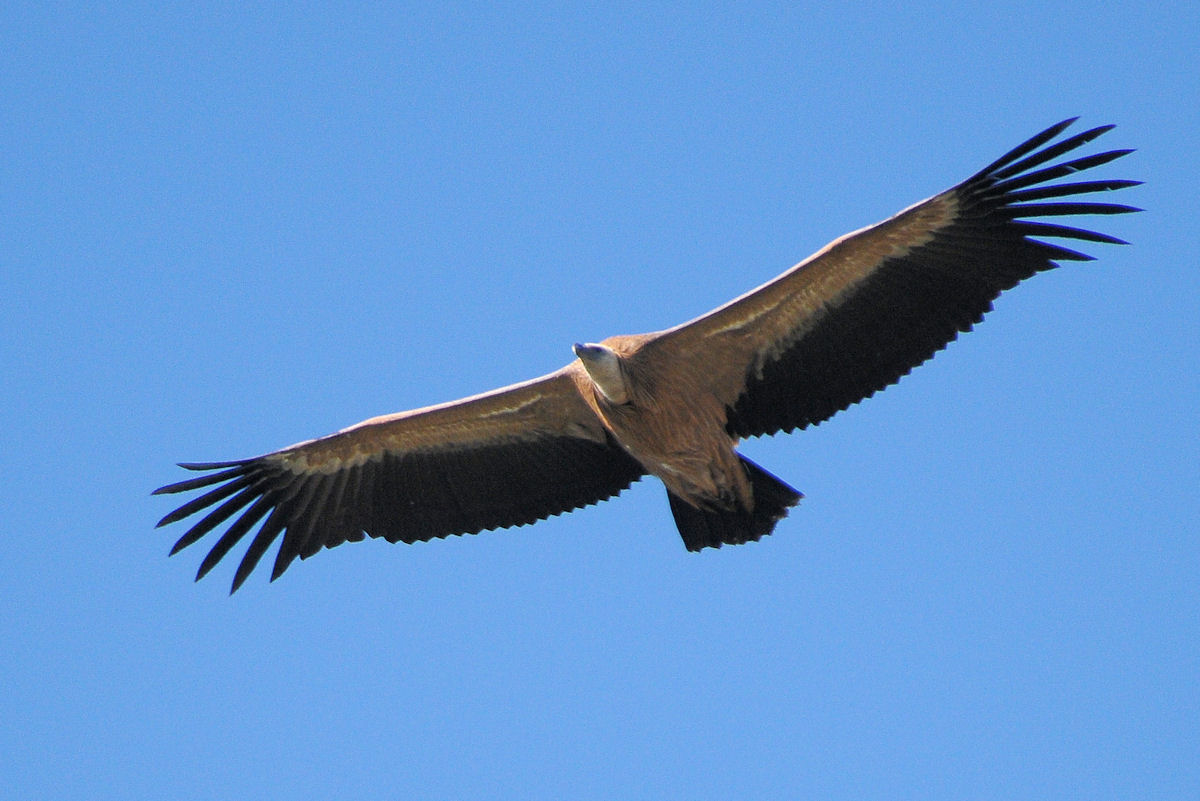 Soaring Raptors Birdwatching Algarve: Soaring Raptors