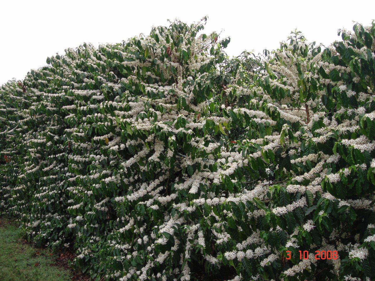 [Florada+do+café1.JPG]