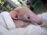 Baby Anteater Penis 90