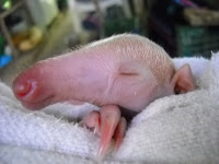 Baby Anteater Penis 36