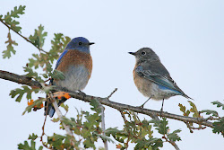bluebirds bluebird male female happiness souls young books