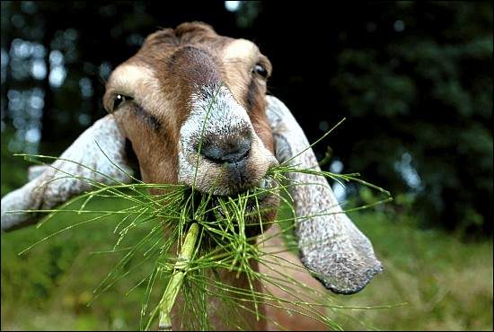 goat.jpg