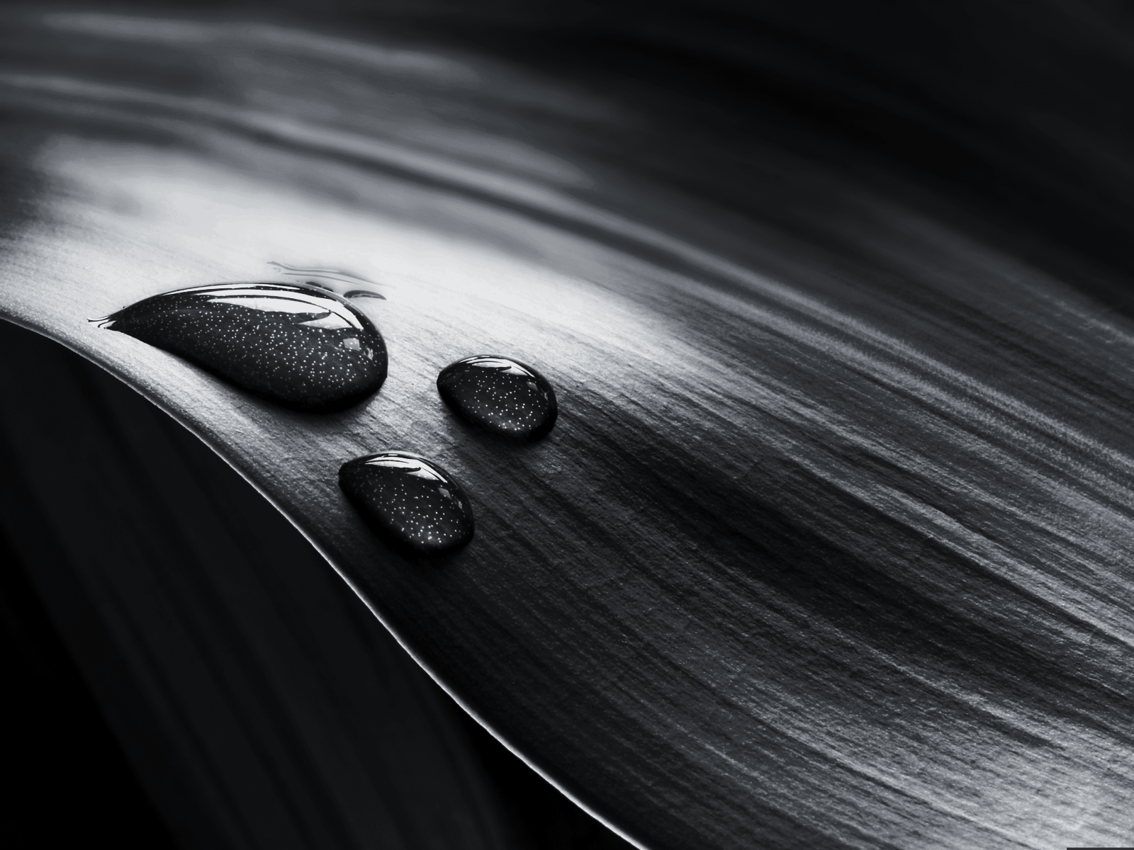 Black And White Leaf Water Drops Wallpaper 2010 And “breaking” News