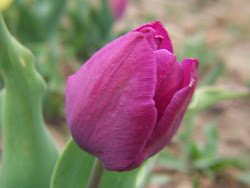 tulip flowers purple flower garden spring bulb gardening
