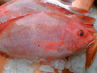 Rofiq Brondong Jenis Ikan di Brondong dan Harganya