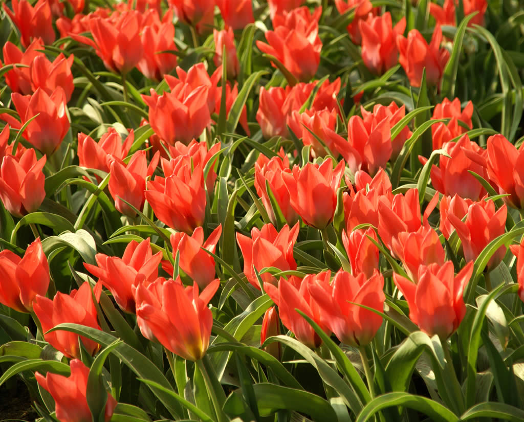 Fermín goiriz díaz TÂNI@ REGIN@: "FLORES"