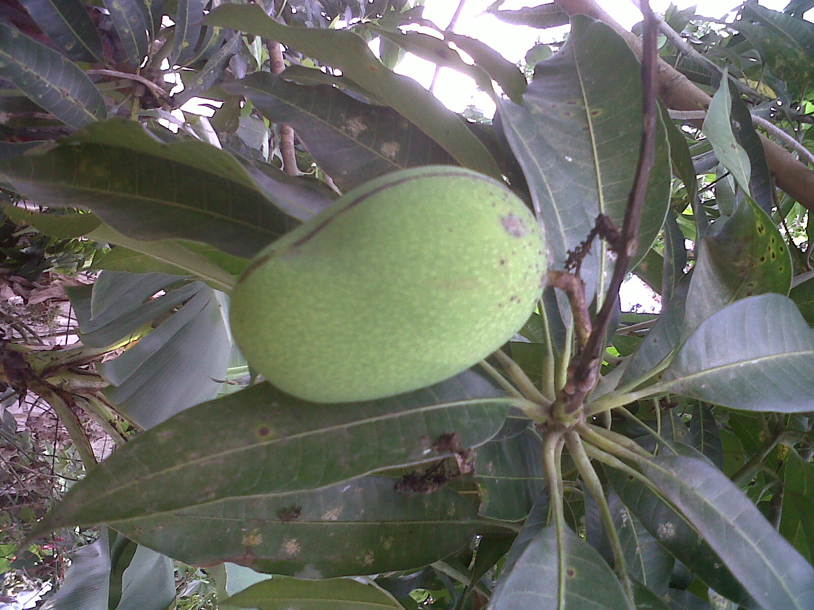 Caimito La Vega Caimito La Vega Tierra Fertil