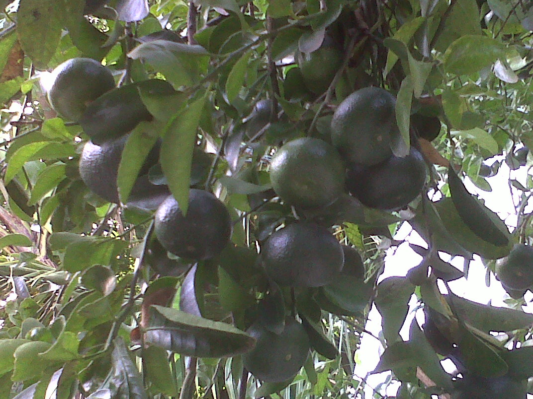 Caimito La Vega Caimito La Vega Tierra Fertil