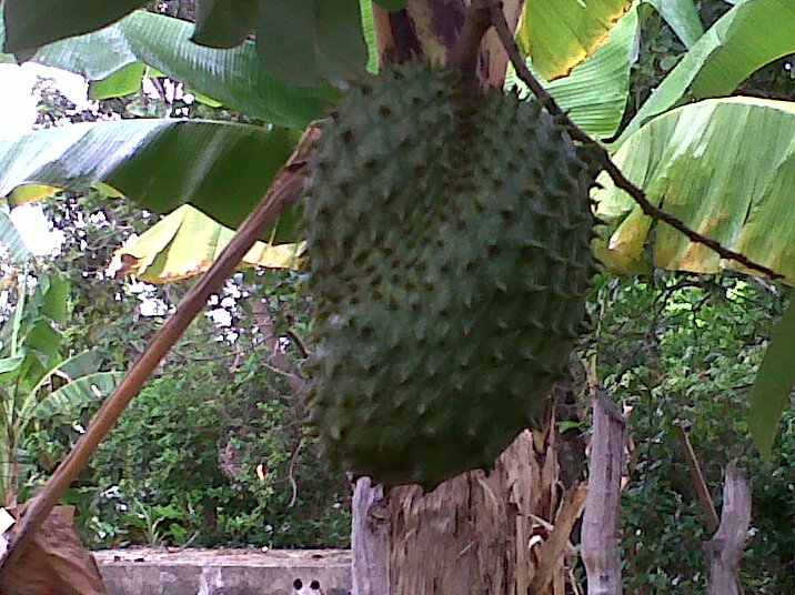 Caimito La Vega Caimito La Vega Tierra Fertil