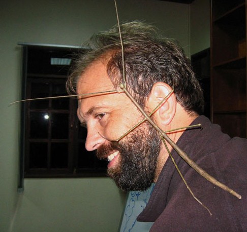 Suburban spaceman: Phobaeticus Chani, a newly discovered stick insect ...
