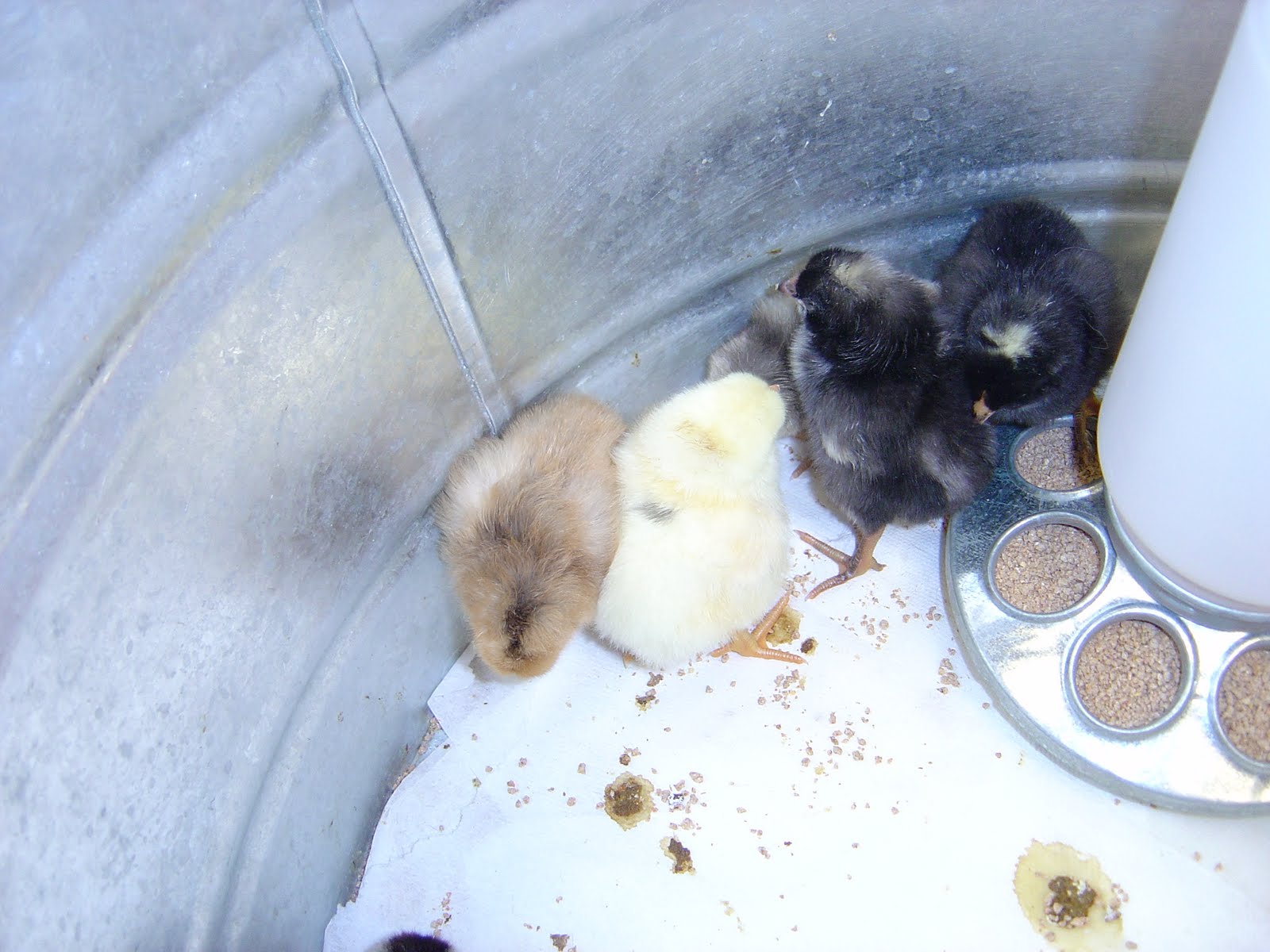 Mrs. Strayer's K Class