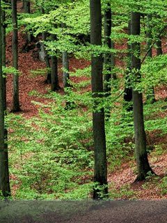 mobile phone wallpapers 101: Green