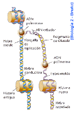Labor de la ADN- pol I es exonucleasa.