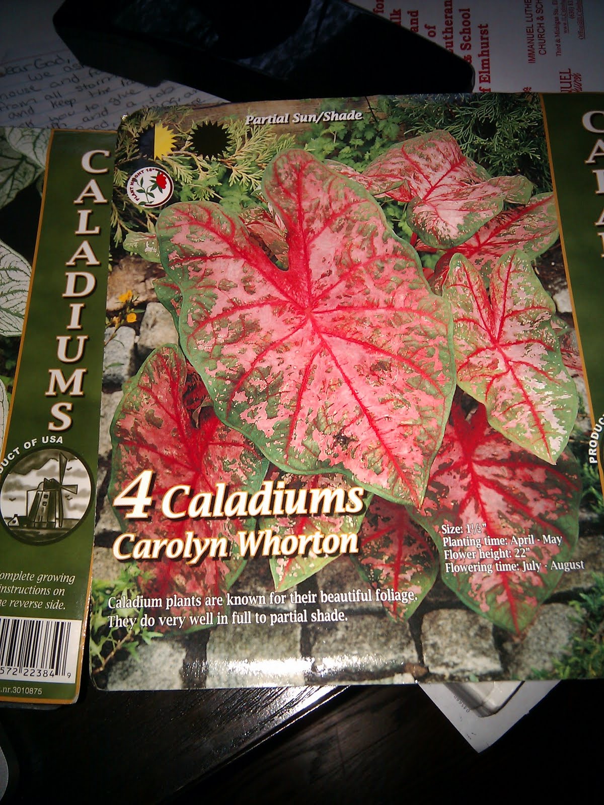 Caladium Tubers in Illinois To dig up or let go?