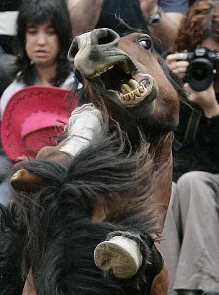 [horse9.jpg]