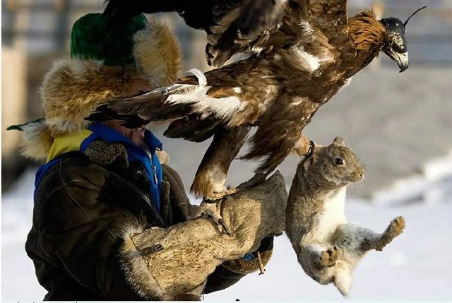 [falconry_6.jpg]