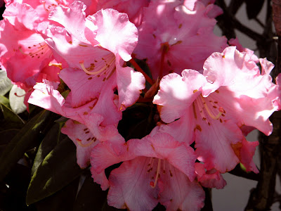 Backyard Weeds & Flowers