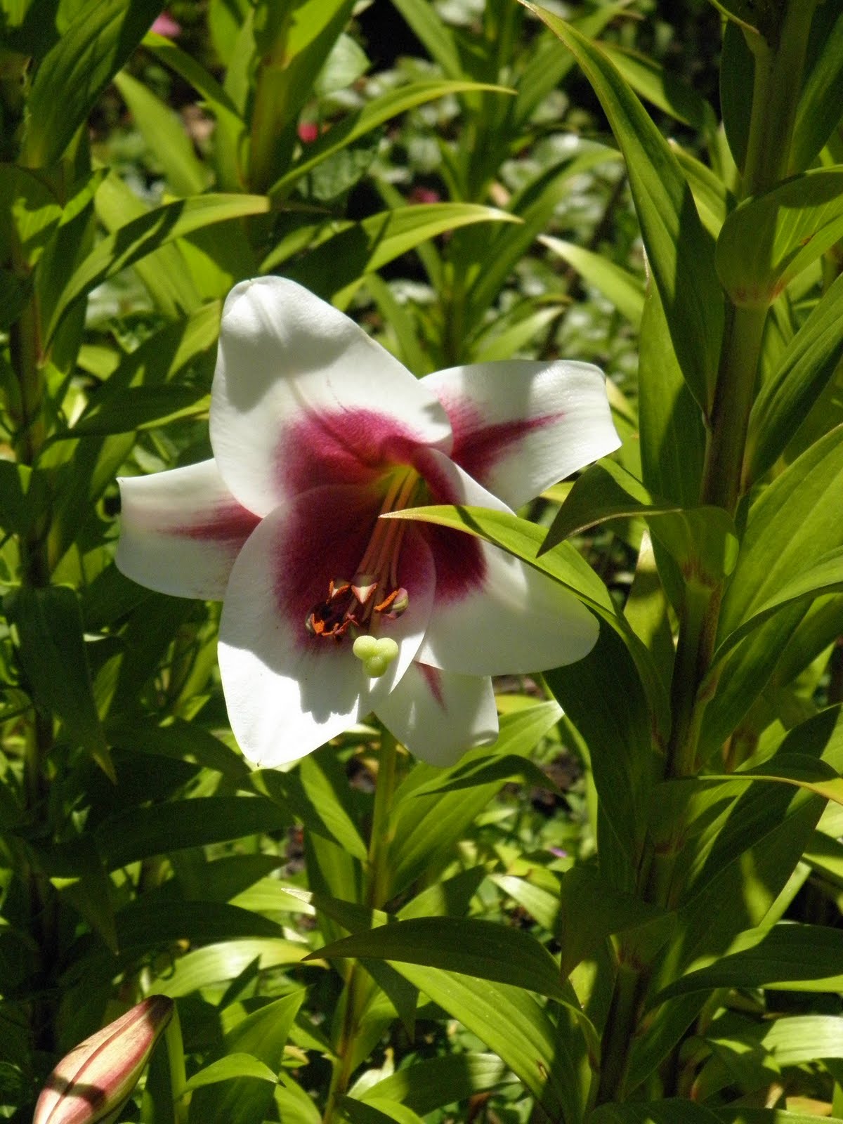 Macro Flowers Saturday Oriental Trumpet Lily