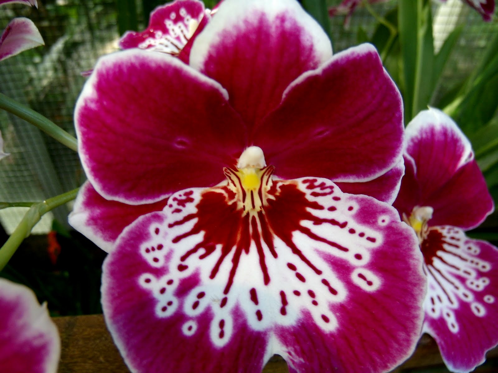 Macro Flowers Saturday Orchids