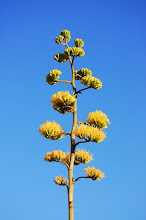 Baca agave in bloom. It blooms then the plant dies.