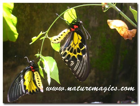 Garunda Insect Butterflies