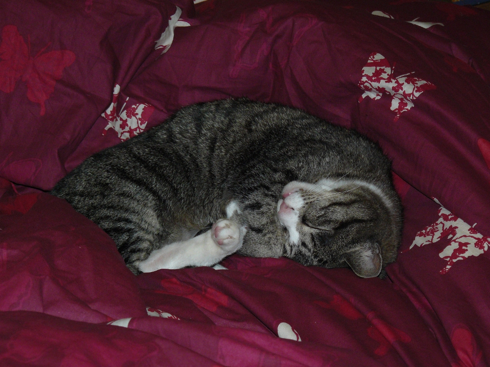 Katze Schläft Bei Mir Im Bett Lindi Pekels Welt: Zimmer Katze Emma