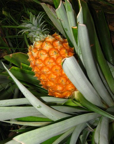 [Ananas_Açores.jpg]