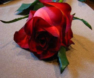 [rosa_vermelha.jpg]