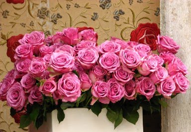 [rosas_cor_de_rosa.jpg]