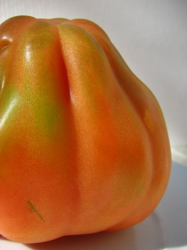 [Tomate_coração_de_boi_3.jpg]