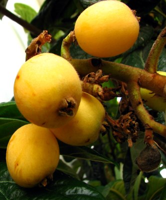 [nesperas_em_santarem.jpg]