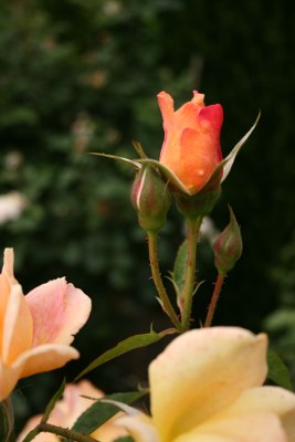 [Waterperry_Gardens_rosa.jpg]