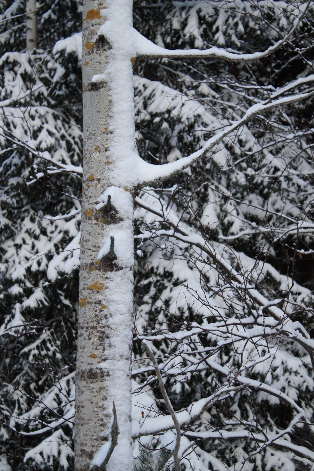[IMG_3835.JPG]