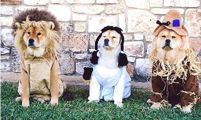 [wizard-of-oz-dog-costumes.jpg]