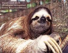 [sloth2.jpg]