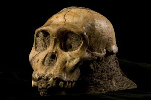 Nuevo homínido: Australopithecus sediba