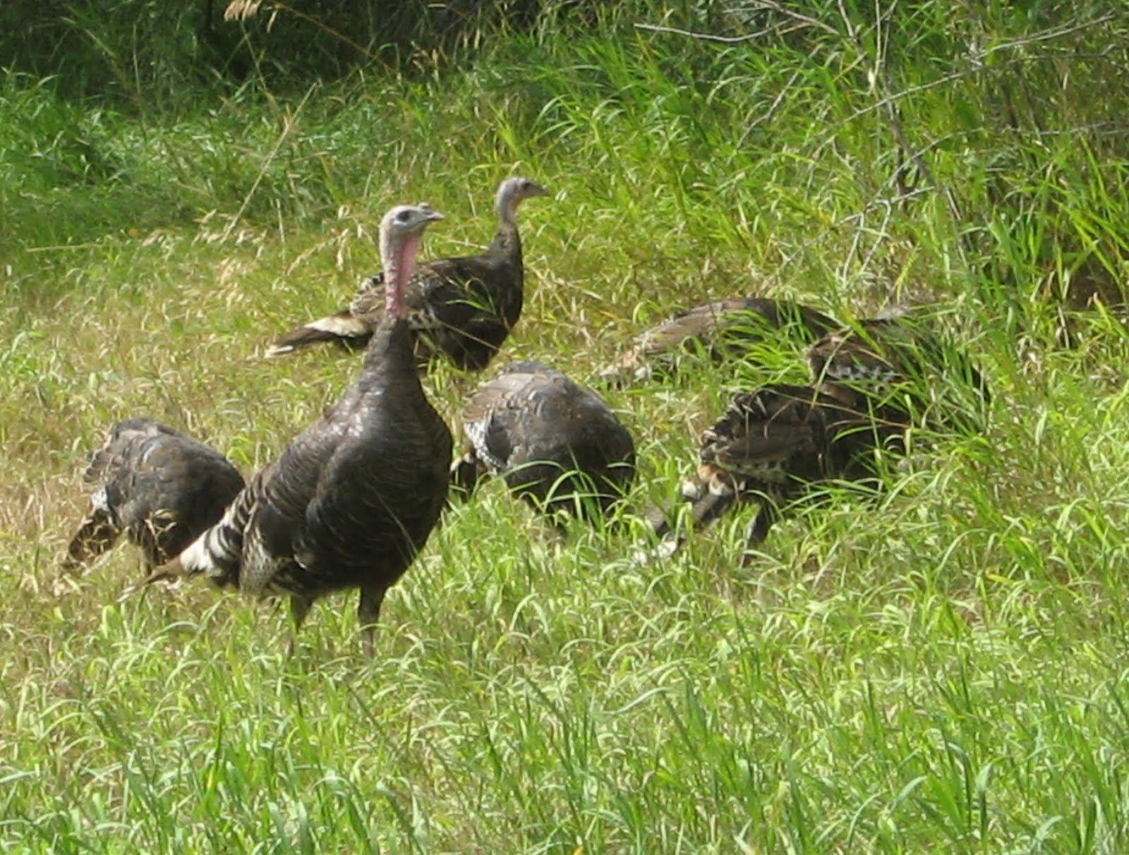 Pinecones and Roses Wild Turkey Babies