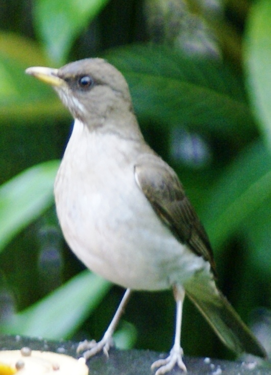 Fauna e Flora da Mata Atlântica: Sabiá Poca
