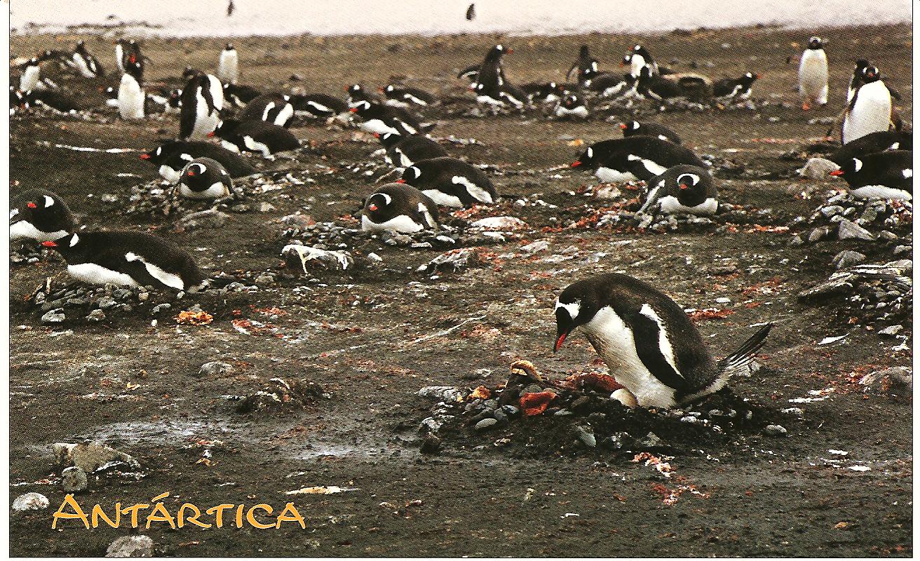 [antartica+jan269+002.jpg]