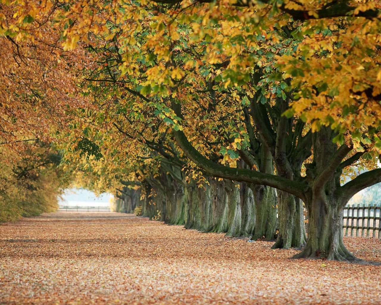 [TreeAutumn+(7).jpg]