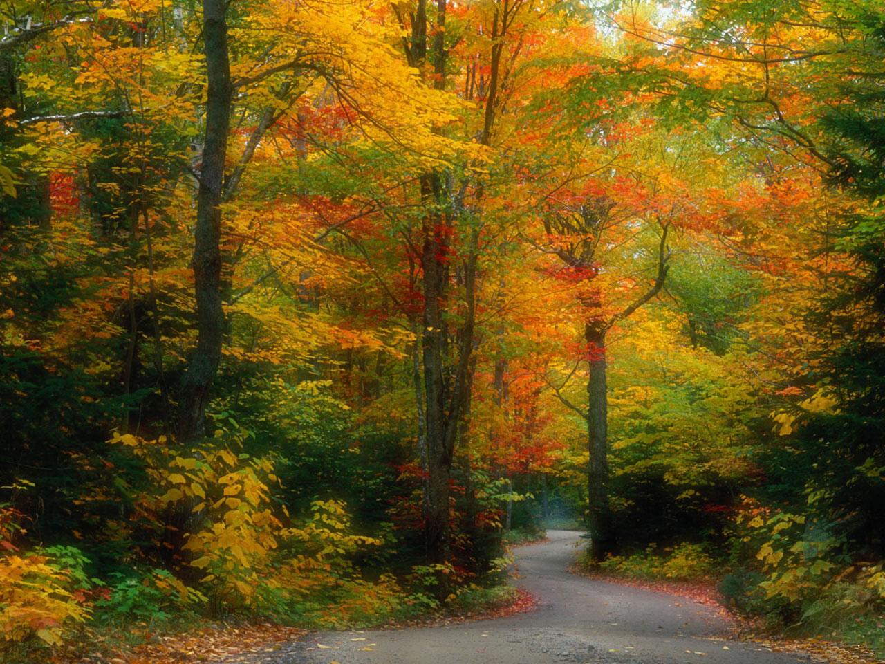 [TreeAutumn+(16).jpg]