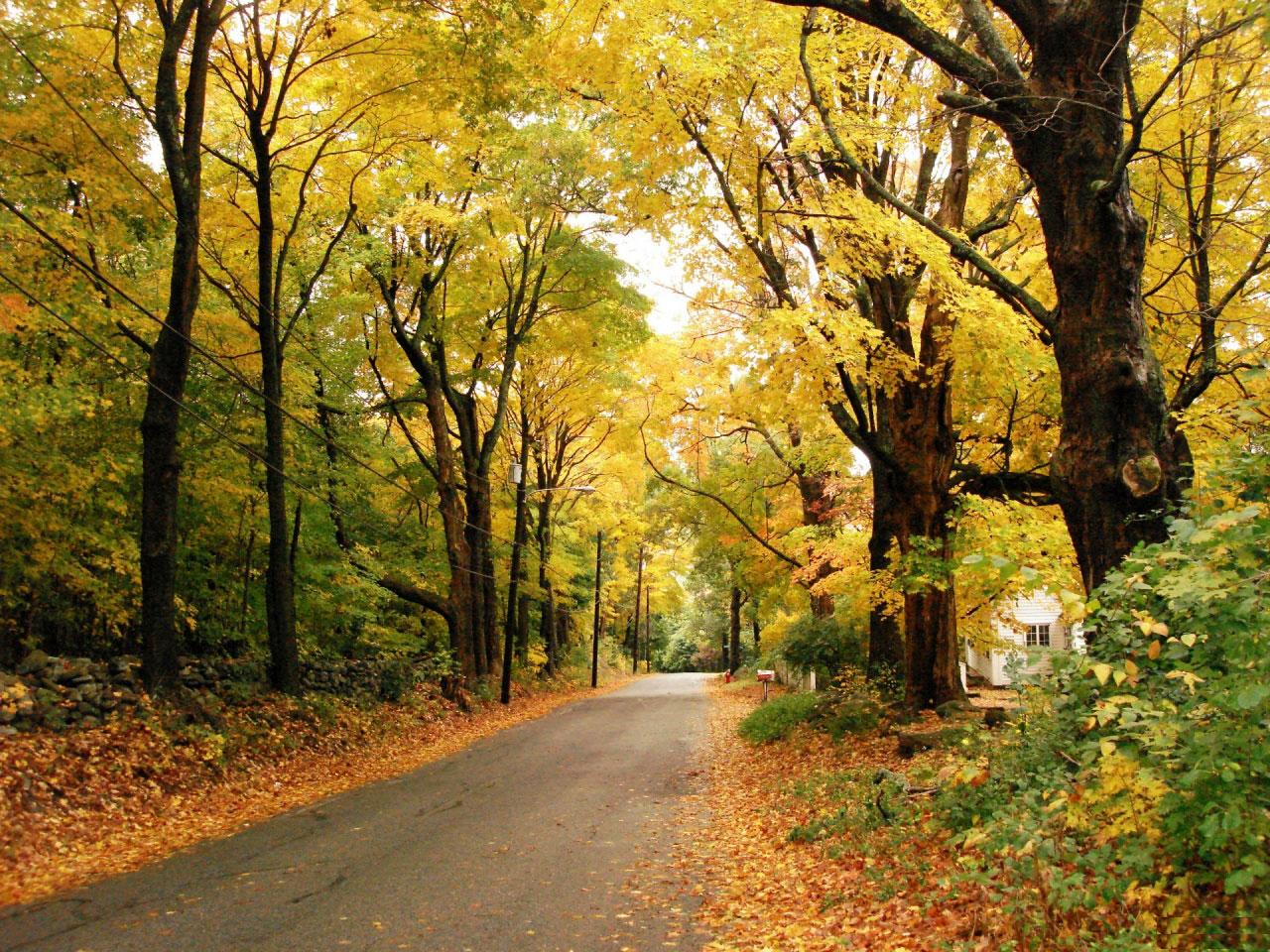[TreeAutumn+(30).jpg]